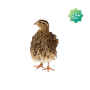 Kaadai (Quail - Skinless)