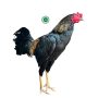 Cross  நாட்டு கோழி|Fresh Nattu Kozhi